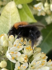 Bombus hypnorum