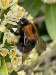 Bombus hypnorum