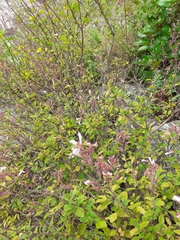 Aeollanthus parvifolius