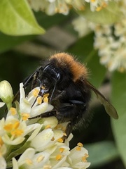 Bombus hypnorum