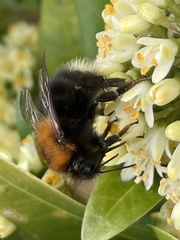 Bombus hypnorum
