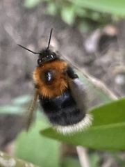 Bombus hypnorum