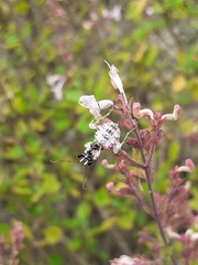 Aeollanthus parvifolius