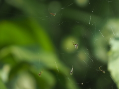 Argyrodes argentatus