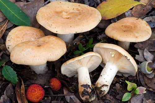 Yellowdrop Milkcap