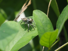 Carrhotus viduus