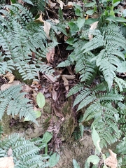 Dryopteris fuscipes