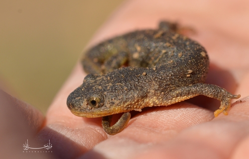 Algerian Ribbed Newt, Pleurodeles nebulosus
