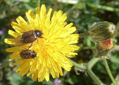 Chasmatopterus villosulus