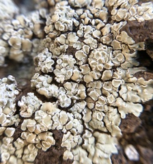 Lecanora rupicola