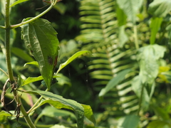 Tetragnatha mandibulata