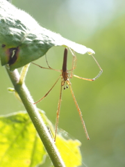 Tetragnatha mandibulata