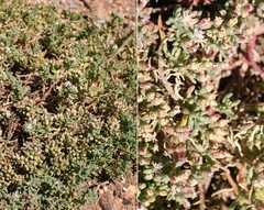 Mesembryanthemum dinteri