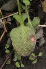 Puccinia lapsanae