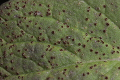 Puccinia lapsanae