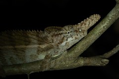 Furcifer rhinoceratus