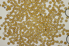 Puccinia lapsanae