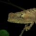 Brygoo's Leaf Chameleon - Photo (c) Ruben Foquet, some rights reserved (CC BY-NC), uploaded by Ruben Foquet