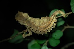 Brookesia brygooi