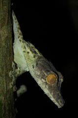 Uroplatus henkeli