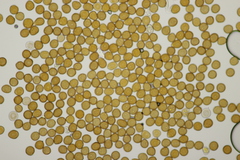 Puccinia lapsanae