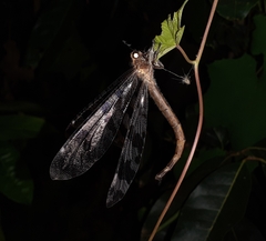 Palparini