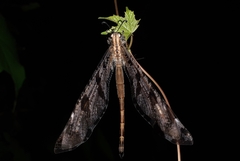 Palparini