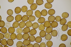Puccinia lapsanae
