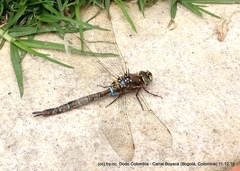 Rhionaeschna marchali