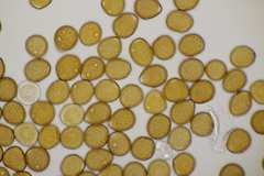 Puccinia lapsanae