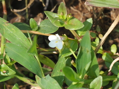 Torenia anagallis