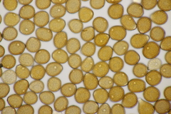 Puccinia lapsanae