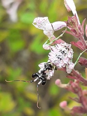 Pseudocreobotra wahlbergi