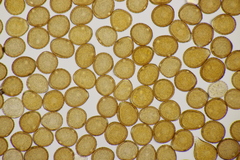 Puccinia lapsanae