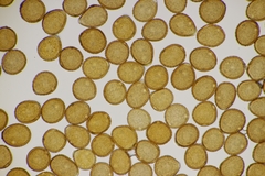 Puccinia lapsanae