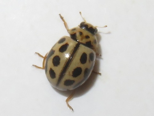 16-spot Ladybird, Wassenaar, Nederland, photo 9 of 10