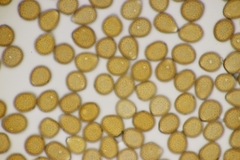 Puccinia lapsanae