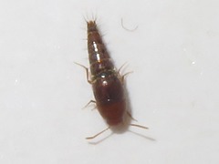 Sepedophilus nigripennis