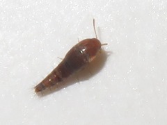 Sepedophilus nigripennis