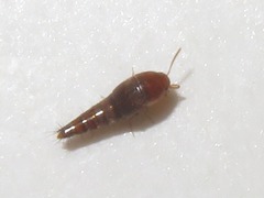 Sepedophilus nigripennis