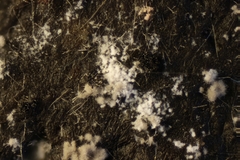 Saccobolus depauperatus