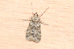 Eudonia lineola