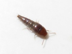 Sepedophilus nigripennis