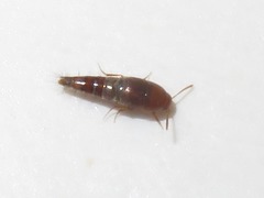 Sepedophilus nigripennis