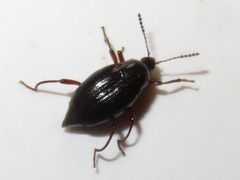 Scaphium immaculatum