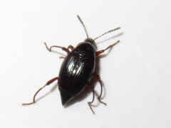 Scaphium immaculatum