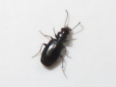 Syntomus foveatus