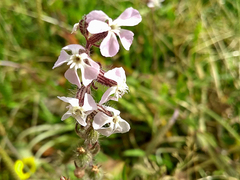 Silene gallica