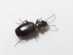 Syntomus foveatus