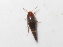 Sepedophilus nigripennis